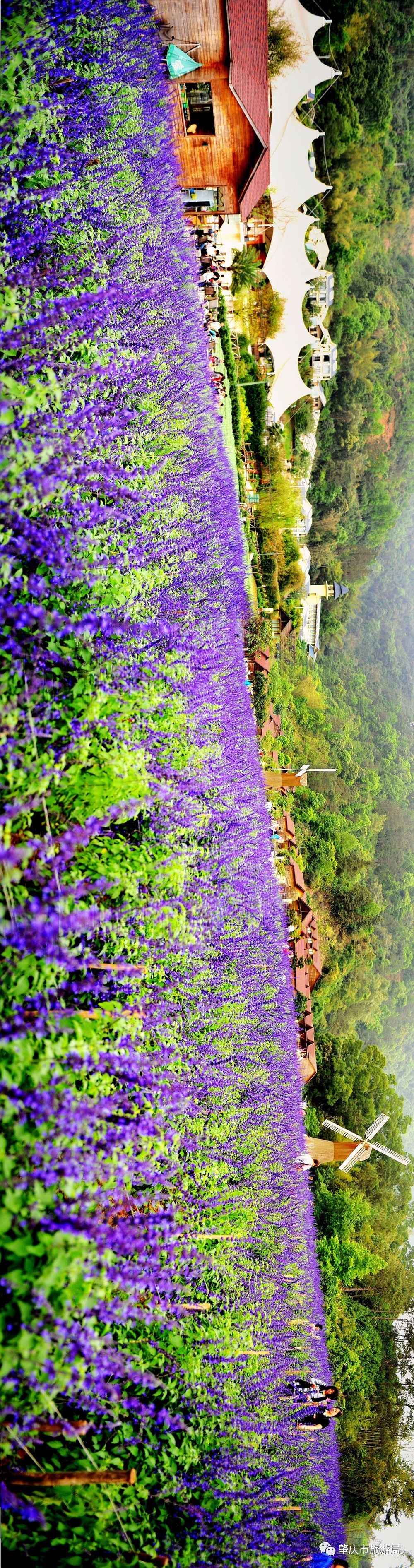 广东哪里的花海最美五月,肇庆德庆盘龙峡薰衣草