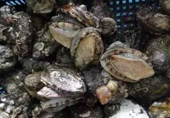 威海赶海攻略,威海冬季赶海攻略