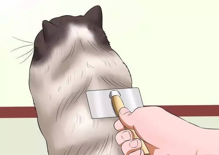 猫抓耳挠腮是有跳蚤还是耳螨,猫咪非猫癣情况下也会抓耳挠腮嘛