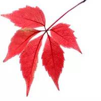 2020年国家公派研究生项目录取,国家公派留学研究生项目