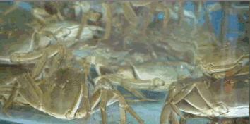 大连空运来的海洋馆，这家海鲜仓库简直是大海的搬运工对不起，你们的皮皮虾已经被我炒了