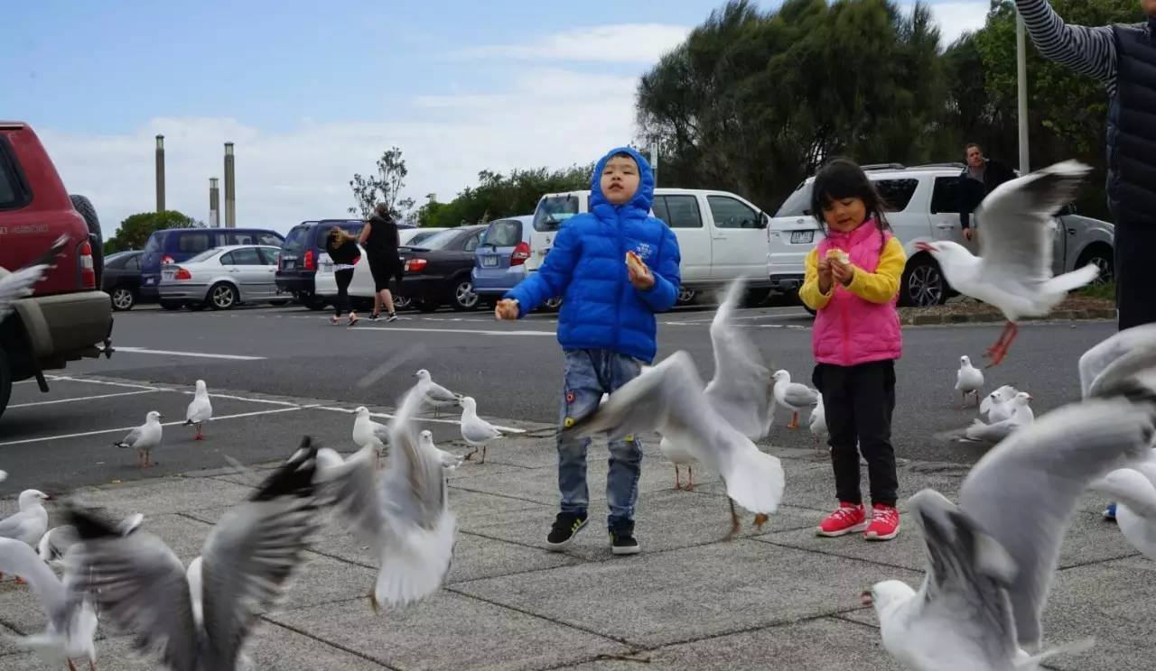 图说:在澳洲的日常(2)|陈秋平