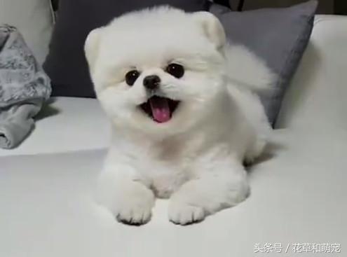 小博美狗狗生气,小博美总想吃