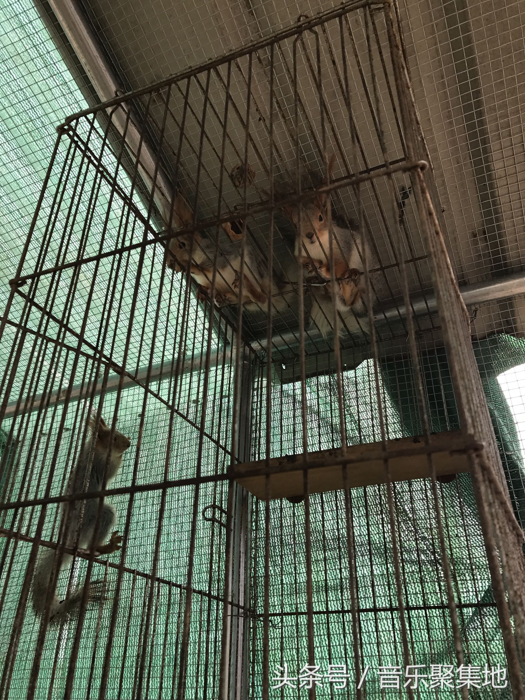 雪地松鼠哪种最漂亮,什么是最好的雪地松鼠