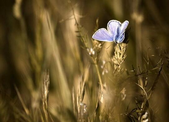 佛牌为什么那么多人戴孤品佛牌,关于佛牌那些事