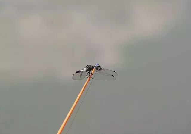 如何选择钓竿钓鱼,钓鱼新手适合用什么钓竿