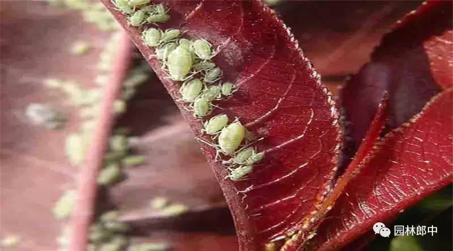 辣椒蚜虫如何防治,萝卜蚜虫防治方法