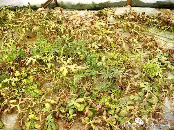 西瓜六必治瓜类六大病害一招搞定,西瓜病害六必治