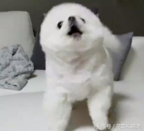 小博美狗狗生气,小博美总想吃