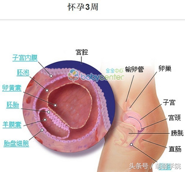胎儿发育40周全过程b超影像,胎儿1-40周发育过程图高清