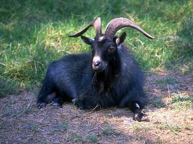 1979年属羊今年可以创业吗,属羊的男人创业会成功吗