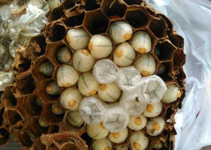 一些奇奇怪怪的虫子美食,各种虫子美食大总结