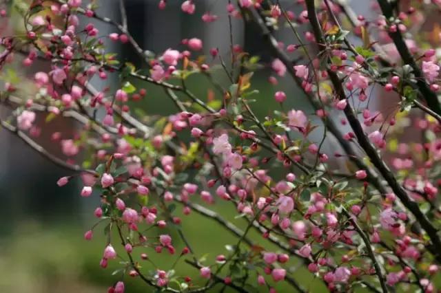 致镇江第一中学：我凭什么忘不了你