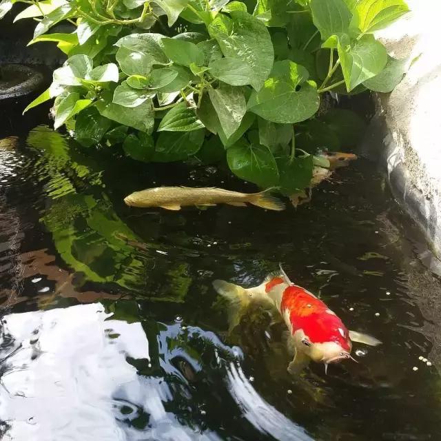 锦鲤水景三月天，赏心悦事别家院