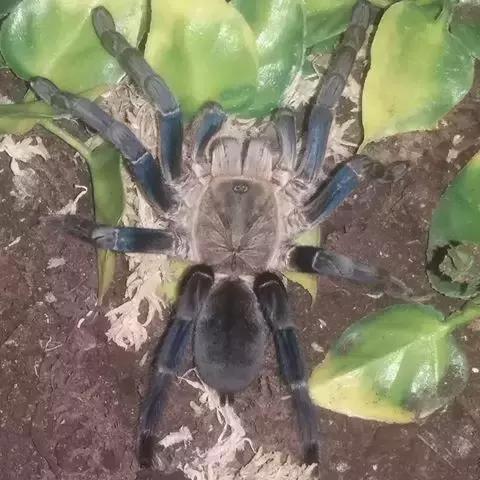 泰国金属蓝形态特点,泰国金属蓝蜘蛛