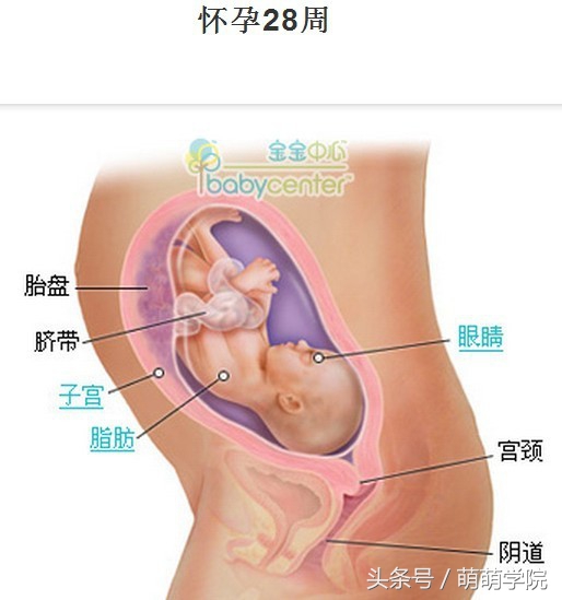 胎儿发育40周全过程b超影像,胎儿1-40周发育过程图高清