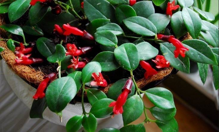 家里盆栽上长出了橘色小东西,家里的吊盆植物