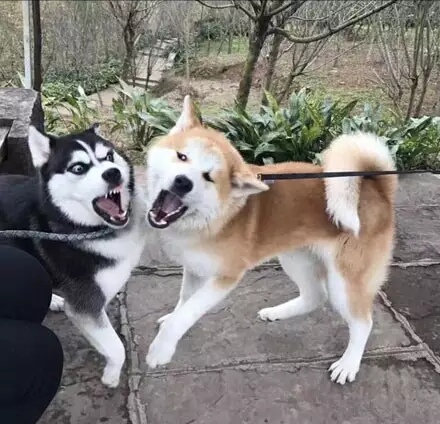 哈士奇表情包和柴犬表情包,秋田哈士奇表情包