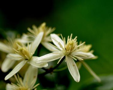 一味药威灵仙打通全身经络,一味威灵仙11种病症皆可治