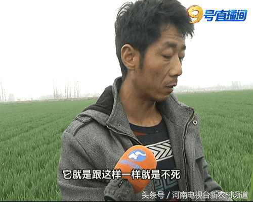 网上买除草剂犯法吗,除草剂草没死麦受毒了