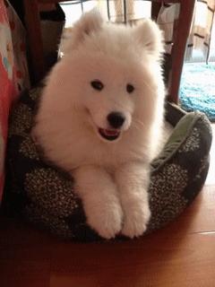 萨摩耶鉴定在线咨询,萨摩耶鉴定