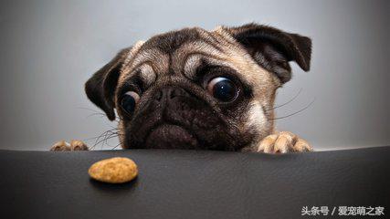 训练狗狗不乱吃地上东西视频,狗狗乱吃东西怎么教育它