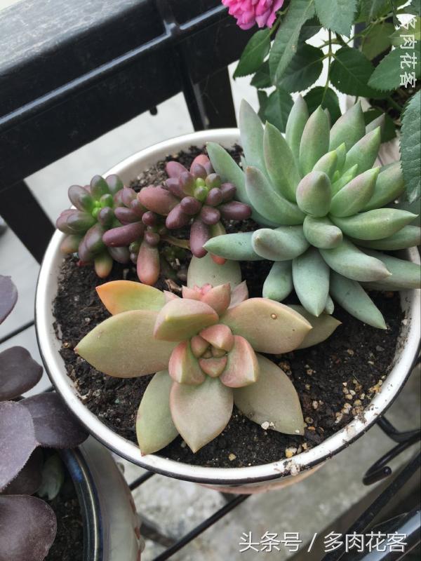 有一种肉肉叫做别人家的多肉第9期简月的肉肉