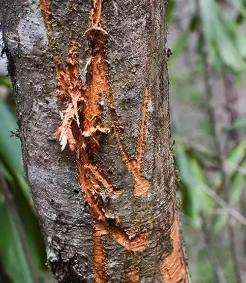 熊猫的萌态有多可爱,熊猫是软萌无害的吗