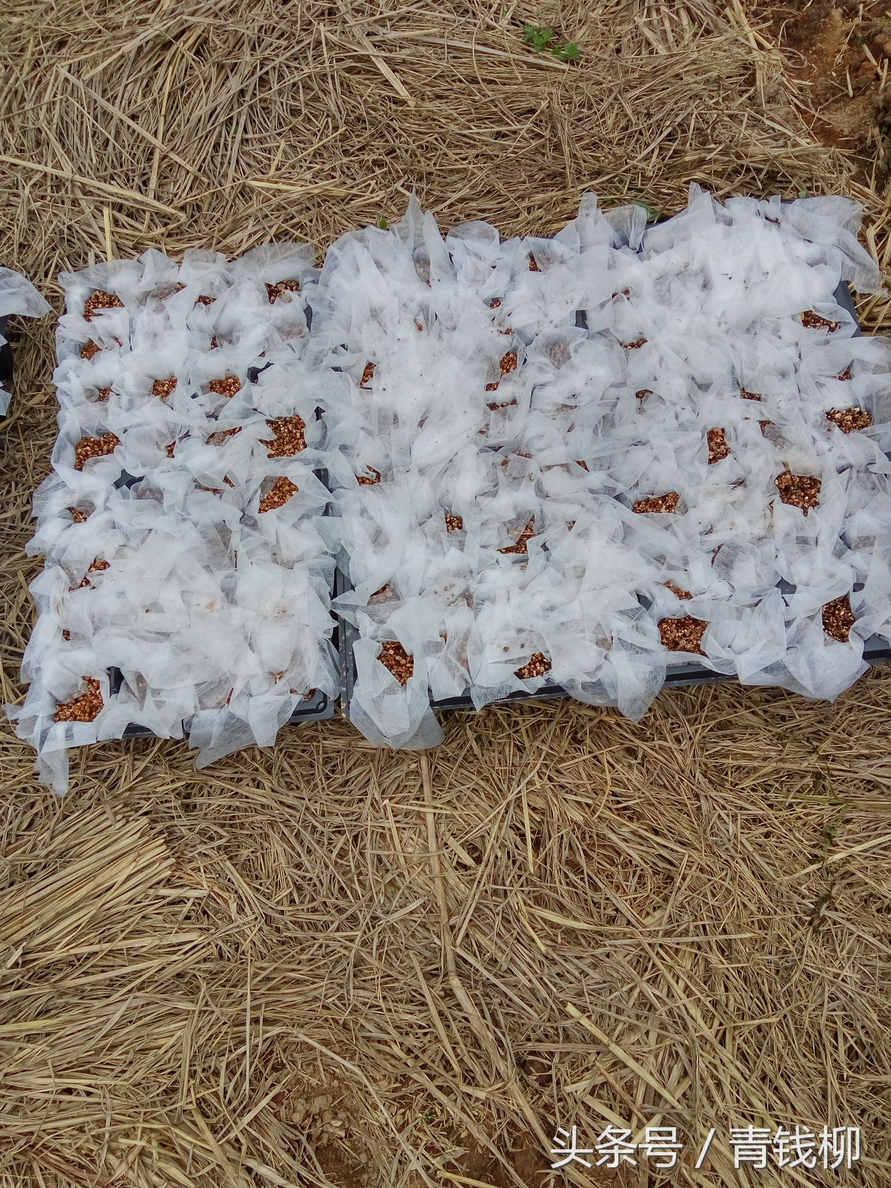 金花茶树苗扦插方法,金花茶嫁接与扦插哪个好