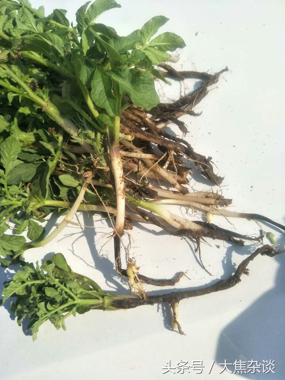 马铃薯黑茎病和黑胫病的治疗时间,大焦子讲植保