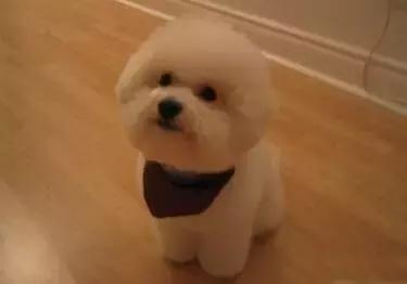 一梦谈狗：出生带了一张纸的狗狗就贵？这张纸是什么？