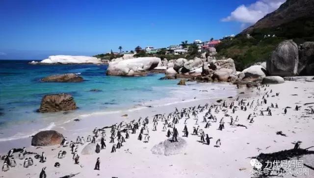 麻麻，为什么不能带我去非洲！