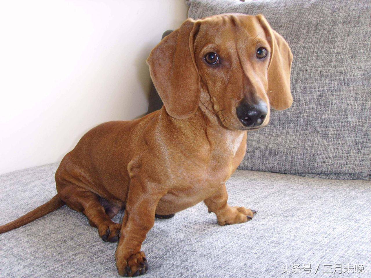 生活中二十种常见狗狗的价格，哪个最名不符实