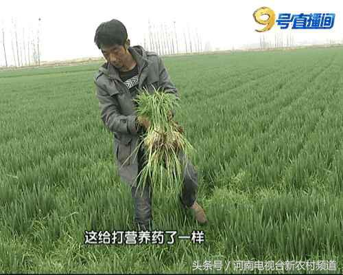 网上买除草剂犯法吗,除草剂草没死麦受毒了