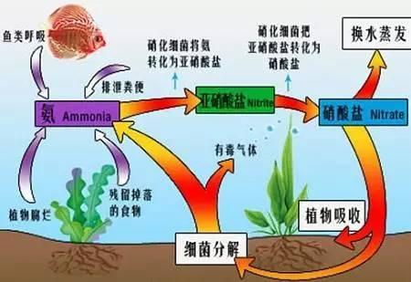 叶面肥的10大优点,史上最全叶面肥知识汇总强烈推荐