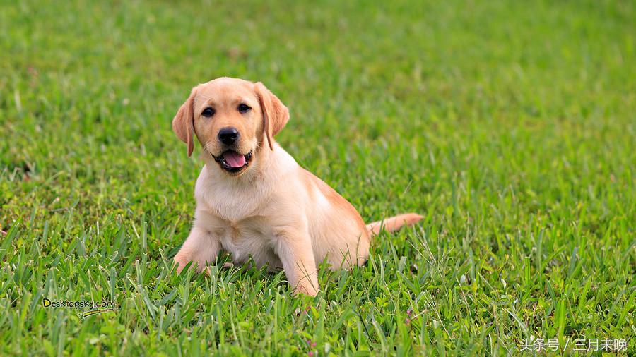 生活中二十种常见狗狗的价格，哪个最名不符实