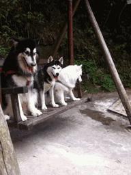 变猴脸的萨摩耶纯不纯,萨摩耶有狐狸血统吗求回答