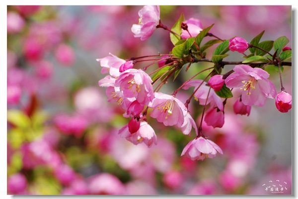 西安牡丹苑花还开着没,西安垂丝海棠哪里有卖