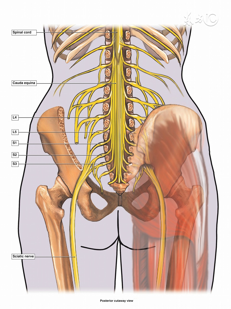 推拿手法三步九法是哪些,推拿手法在家怎么做