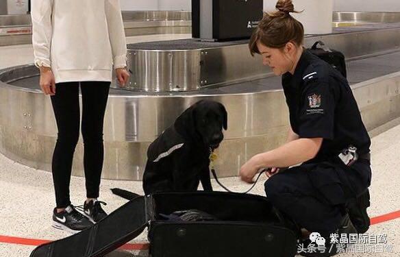 启程前必读！新西兰详细入境全流程指南