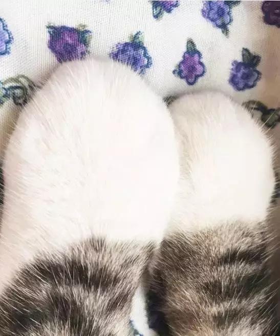 这么可爱的白手套，我能抱着摸一年！