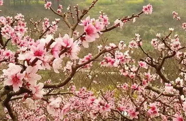 清明只放一天假,清明三天小假期