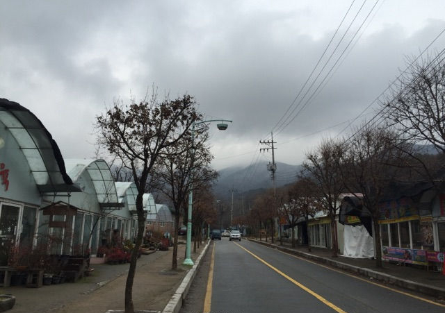 韩国多肉大棚和国内有什么区别,中韩多肉从哪里来