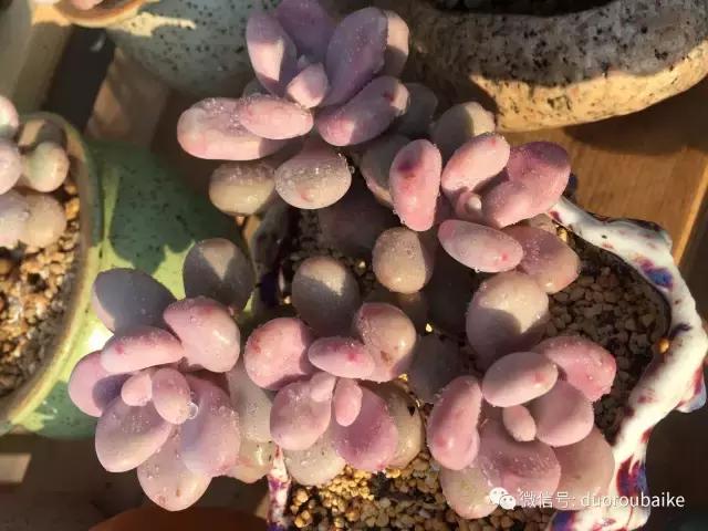 多肉为什么比较坑,多肉基础知识详解