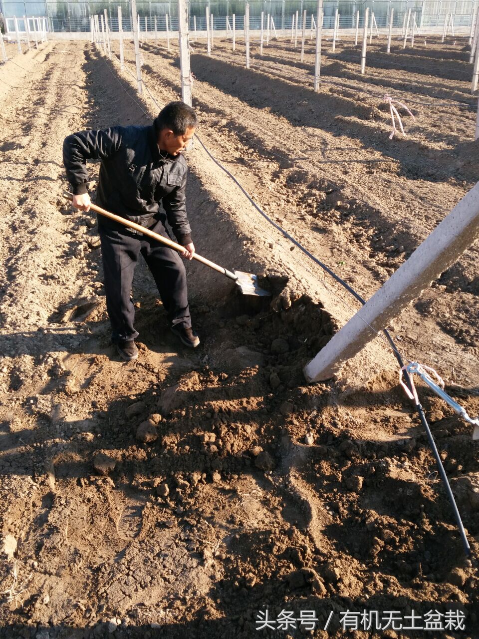 农村大爷靠种植致富,农村种树致富经历
