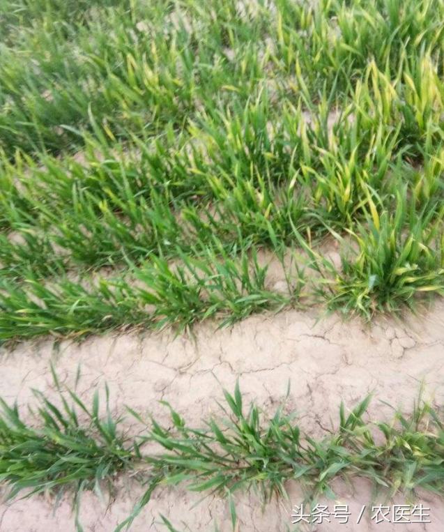 蒜病毒病怎么治,大蒜疫病和叶枯病怎样防治