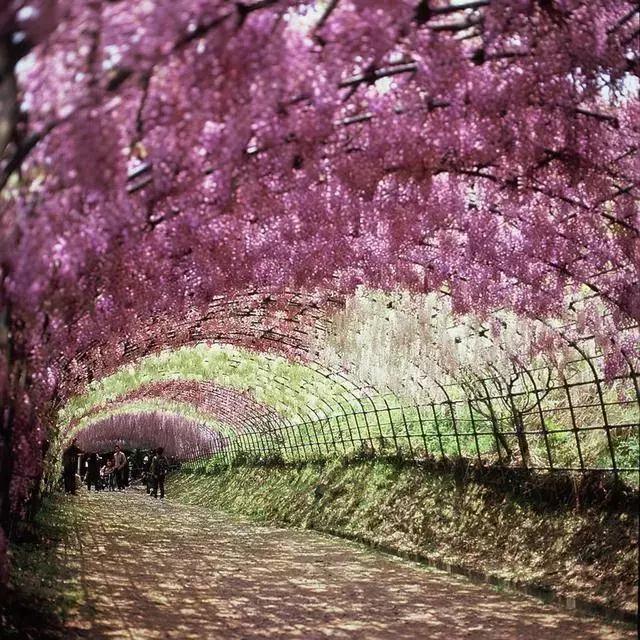 日本樱花之旅,日本紫藤之旅