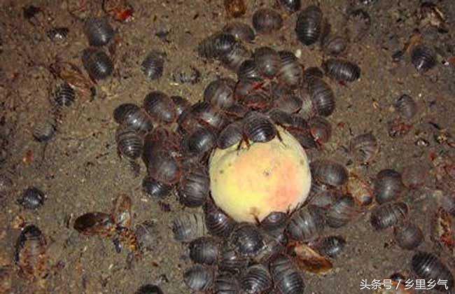 养殖土元有多少利润,农村新手养殖什么投资小回本快