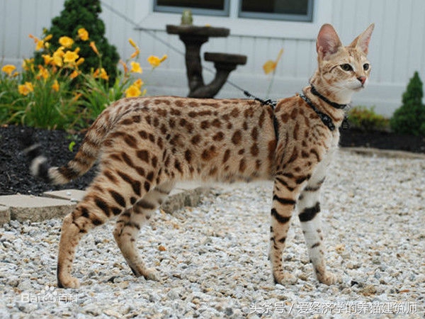 家猫和农村猫的区别,中华田园猫和外国猫会杂交吗