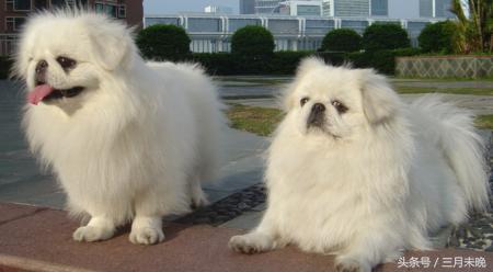 生活中二十种常见狗狗的价格，哪个最名不符实